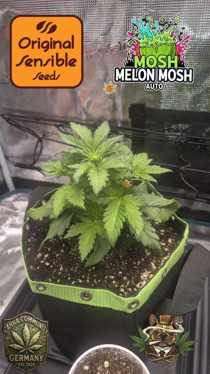 CannaSelection +Originalsensibleseeds. Week 4 - Tag 24 nach Keimung !