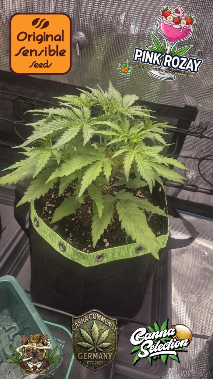 CannaSelection + Originalsensibleseeds. Week 4 - Tag 25 nach Keimung 