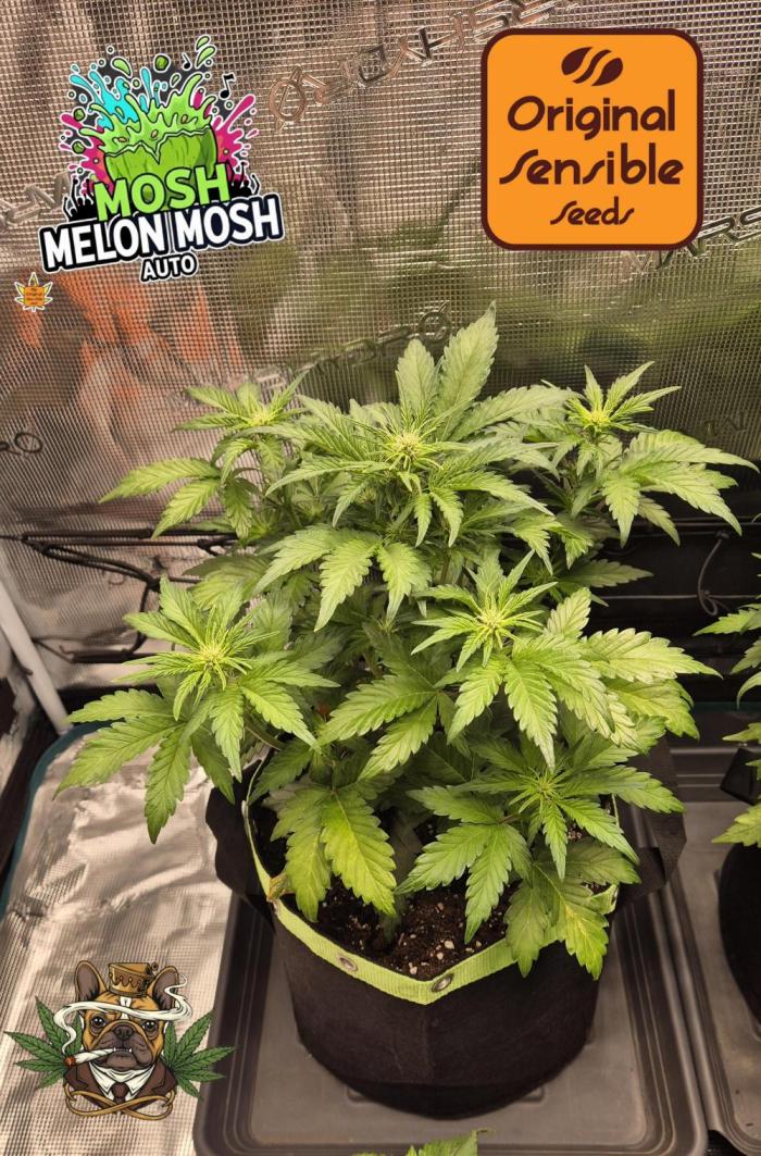CannaSelection +Originalsensibleseeds. Week 5 - Tag 31 nach Keimung ! 