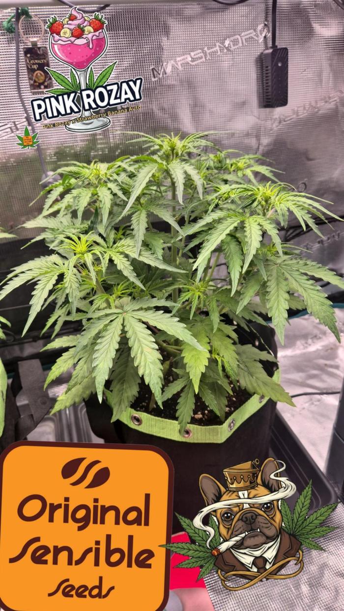 CannaSelection + Originalsensibleseeds. Week 5 - Tag 32 nach Keimung !