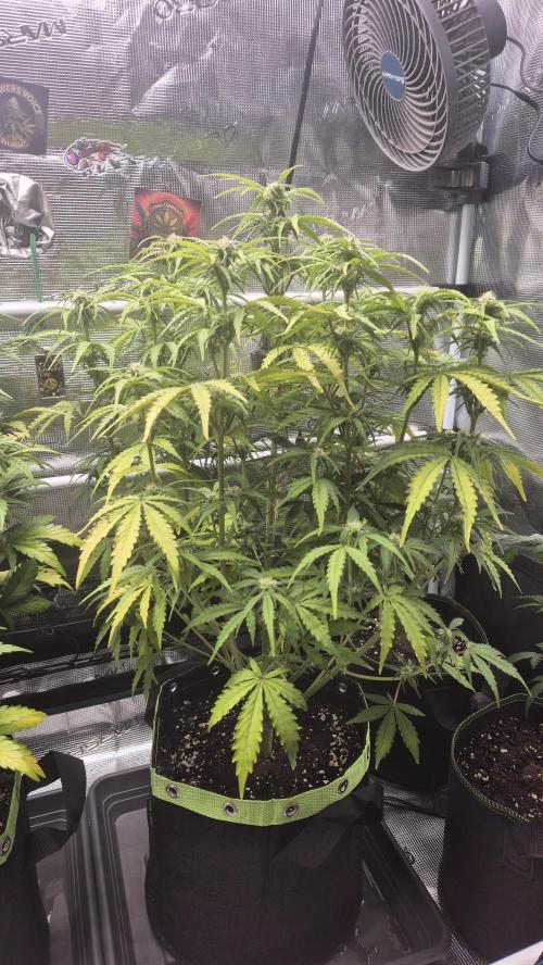 Pink Rozay x Strawberry Banana Auto. Week 6