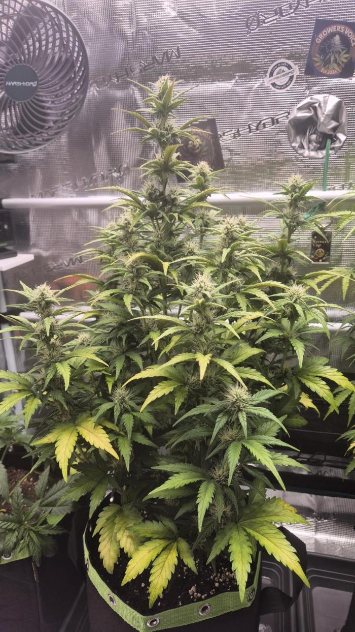 CannaSelection +Originalsensibleseeds. Week 6 - Tag 45 nach Keimung 