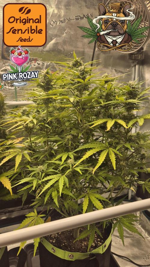 Pink Rozay x Strawberry Banana Auto. Week 7