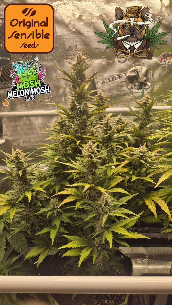 CannaSelection +Originalsensibleseeds. Week 7 - Tag 52 nach Keimung 