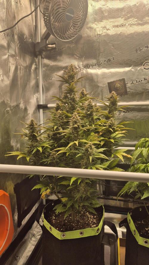 Melon Mosh Auto. Week 8