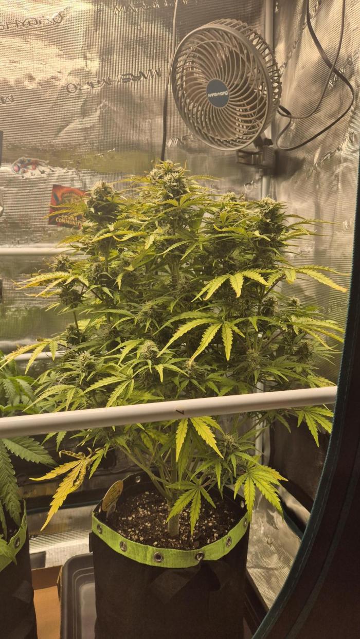 CannaSelection + Originalsensibleseeds. Week 8