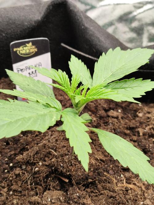 First indoor grow. Week 2