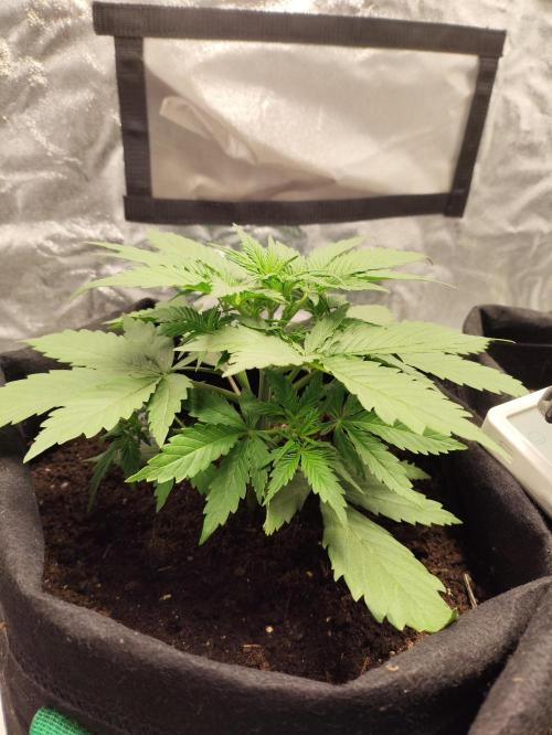 First indoor grow. Week 3