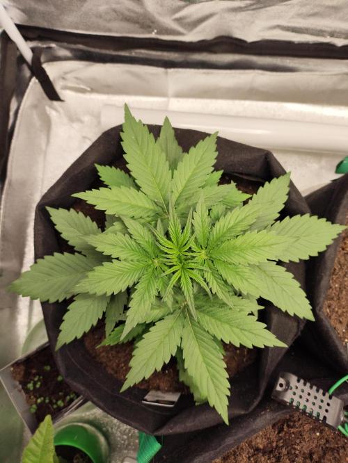 First indoor grow. Week 3