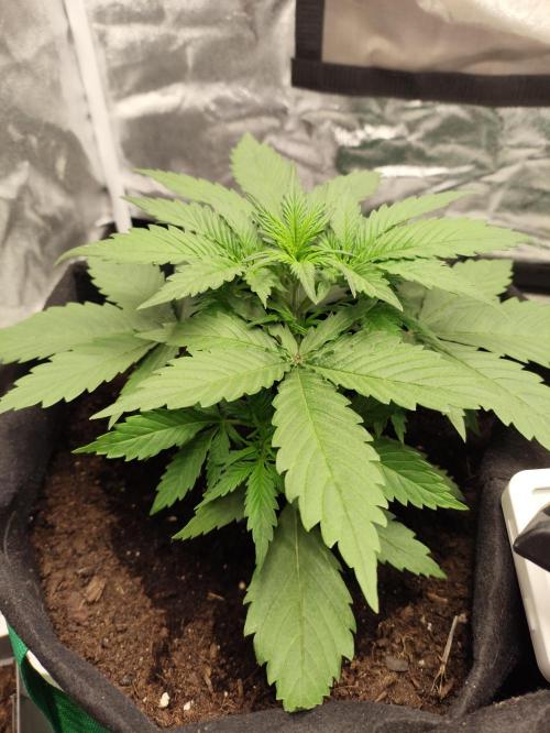 First indoor grow. Week 3