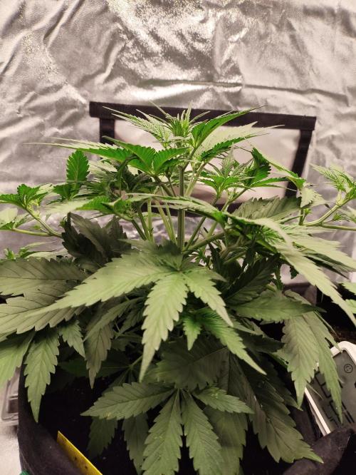 First indoor grow. Week 4