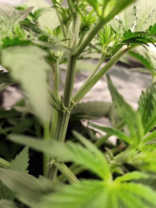 First indoor grow. Week 4