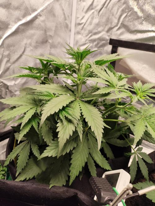 First indoor grow. Week 4