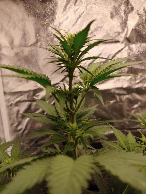 First indoor grow. Week 5