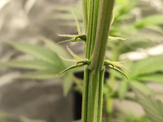 First indoor grow. Week 5