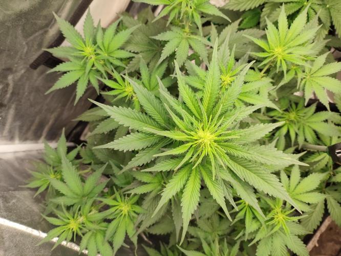 First indoor grow. Week 5