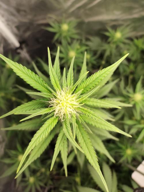 First indoor grow. Week 6