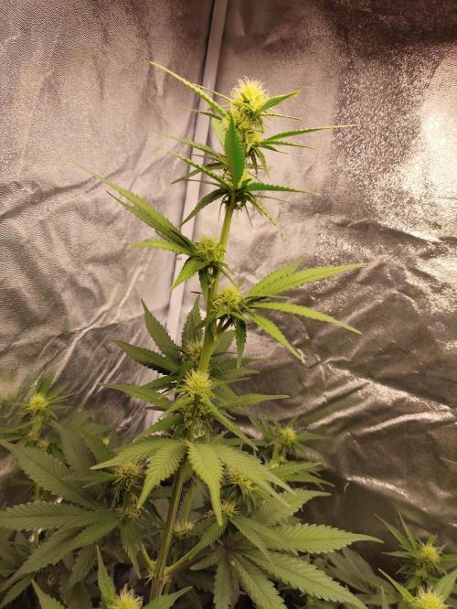 First indoor grow. Week 6