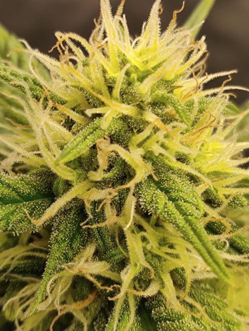 First indoor grow. Week 7