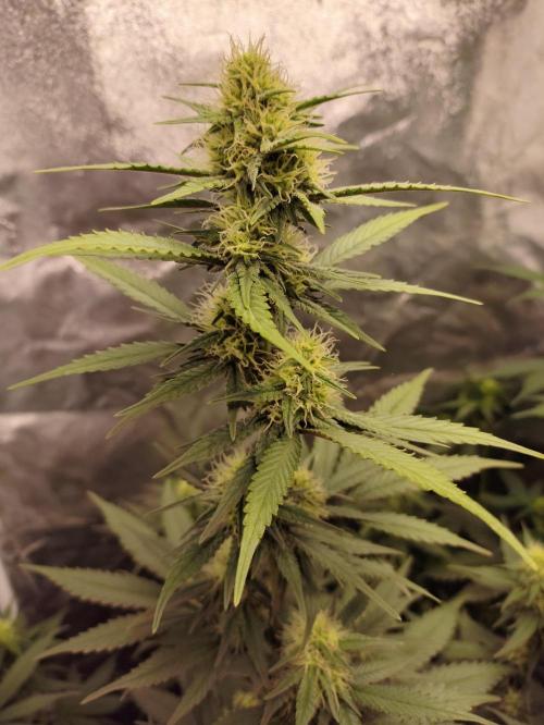 First indoor grow. Week 7