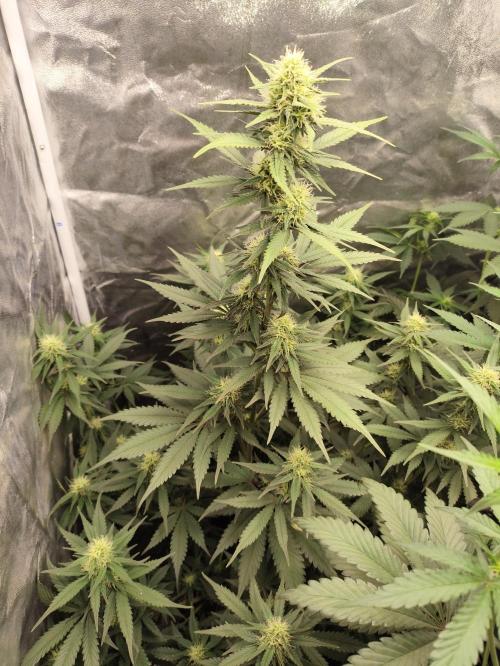 First indoor grow. Week 7