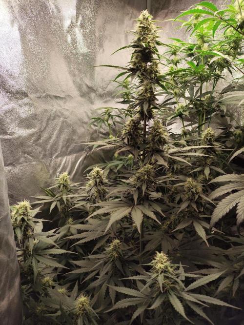 First indoor grow. Week 8