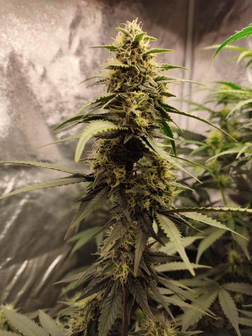 First indoor grow. Week 8