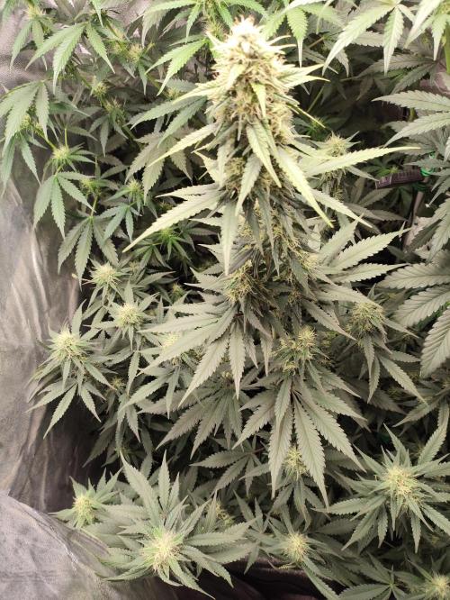 First indoor grow. Week 8