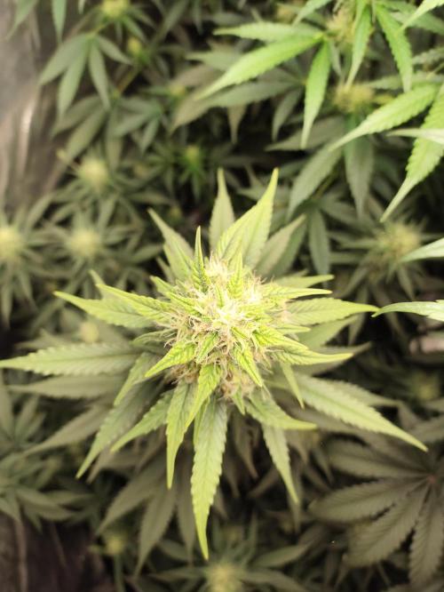 First indoor grow. Week 8