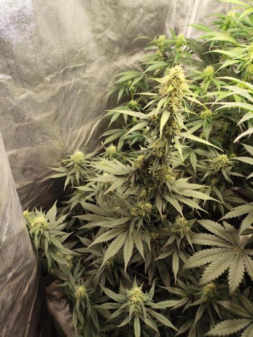 First indoor grow. Week 8