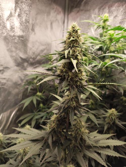 First indoor grow. Week 8