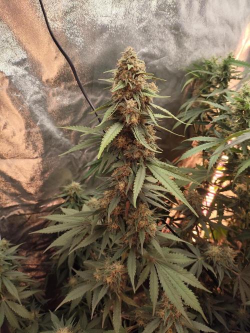 First indoor grow. Week 10
