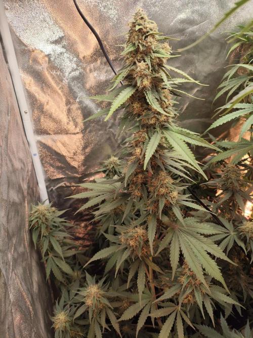 First indoor grow. Week 10
