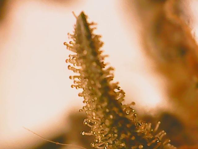 First indoor grow. Week 10