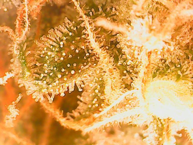 First indoor grow. Week 10