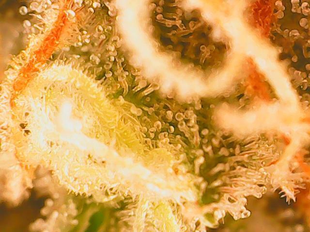 Cinderella Auto. Week 10