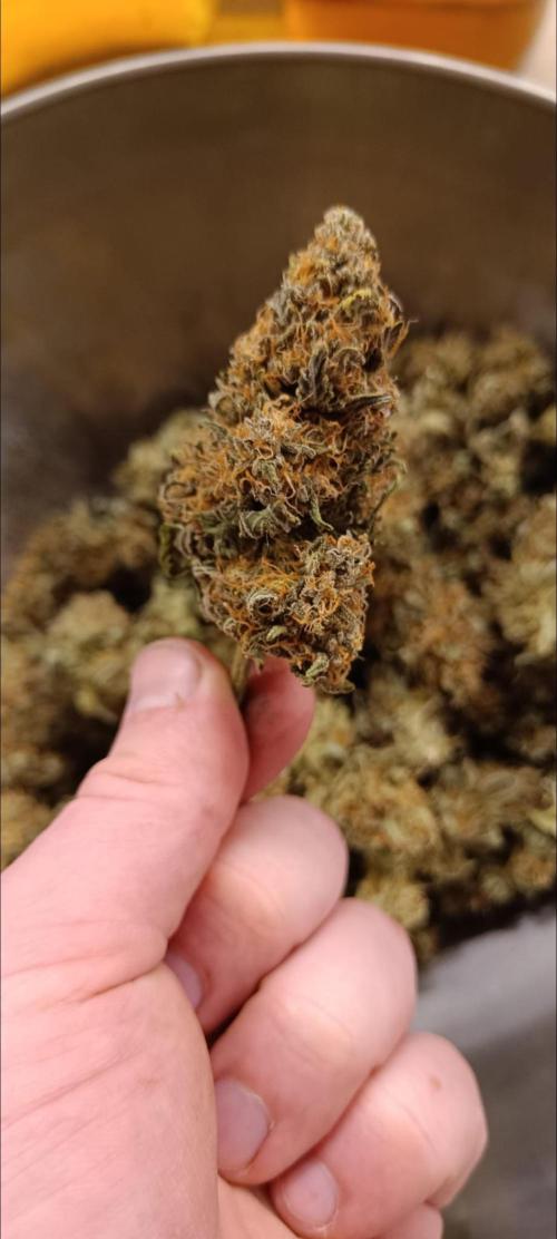 First indoor grow. Week 11