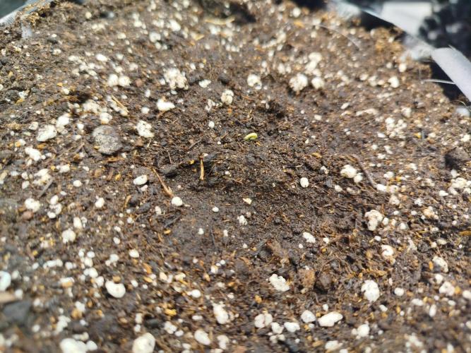 Papaya Cookies Auto. Week 0 - Quite fast! 24h in glass then 48h in soil and she wants to get out!