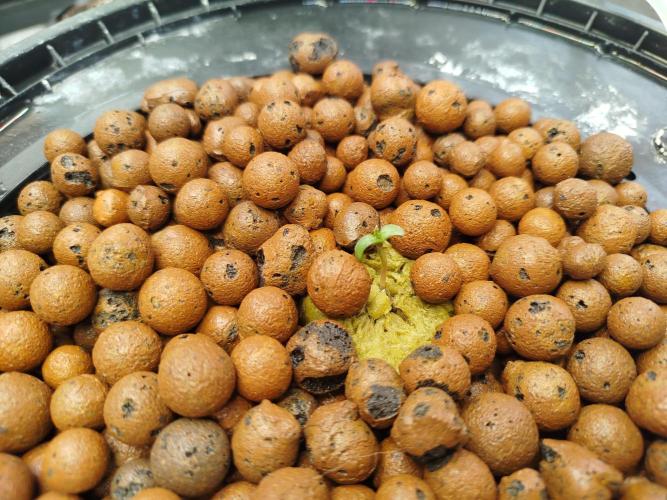 Royal Critical Auto - My fav. Week 0