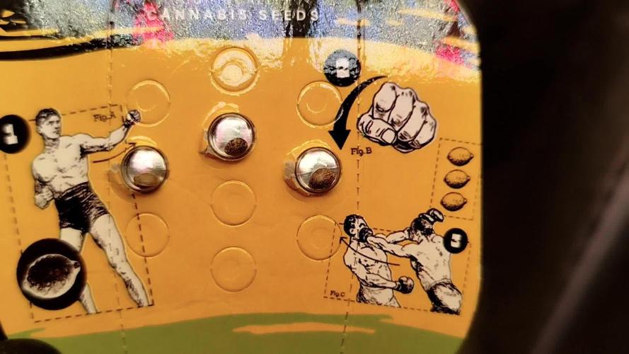 RQS x Tyson Corscrew auto -punch in your