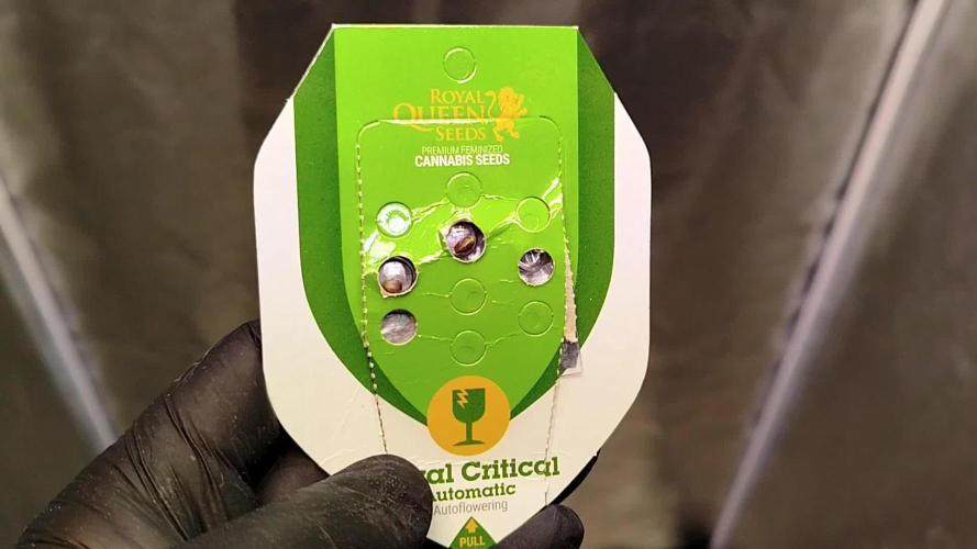 Royal Critical Auto - My fav