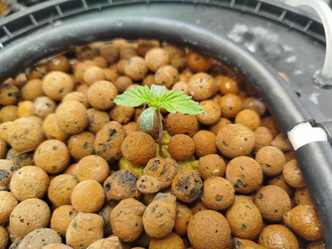 Royal Critical Auto DWC My fav. Week 0