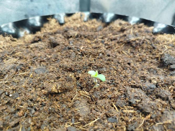 Wedding Cake Auto - Seedsman. Week 0