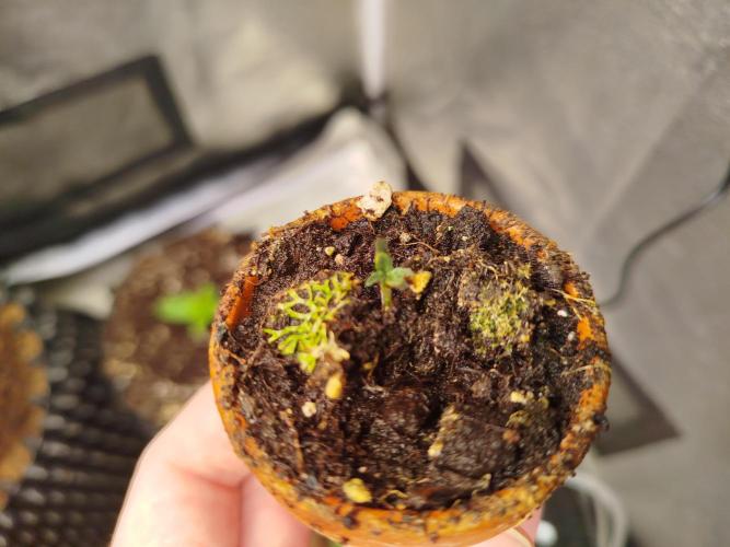 Mini Toffee Pudding Auto. Week 0