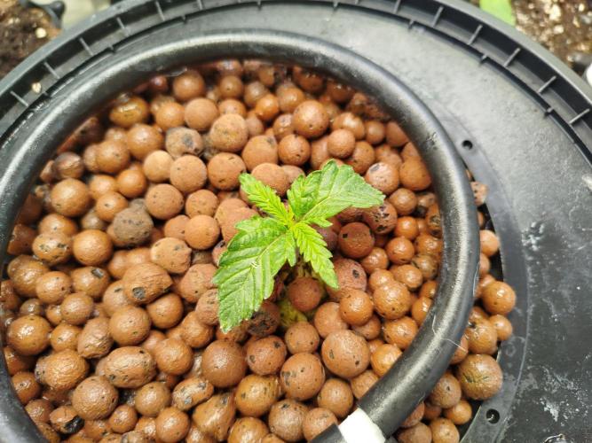Royal Critical Auto DWC My fav. Week 1