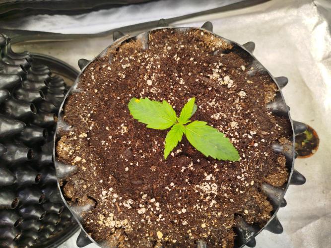 Papaya Cookies Auto. Week 1