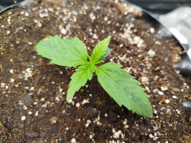 Papaya Cookies Auto. Week 1