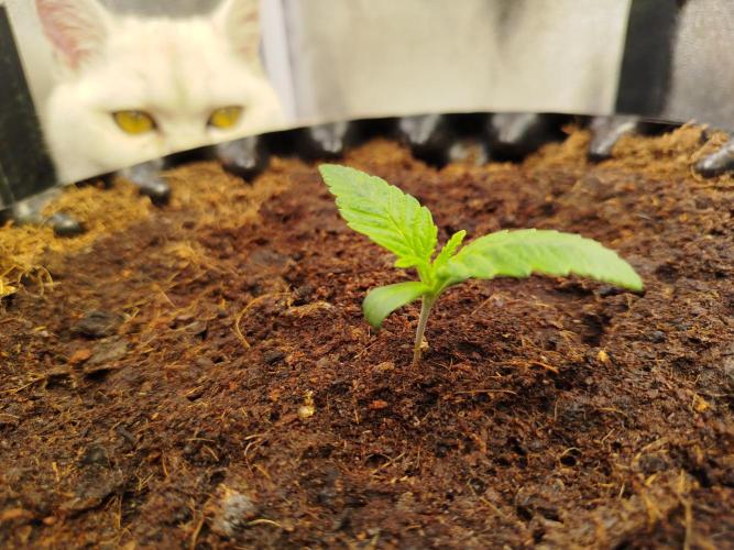 Wedding Cake Auto - Seedsman. Week 1