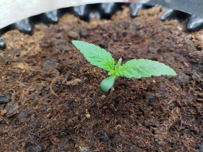 Wedding Cake Auto - Seedsman. Week 1
