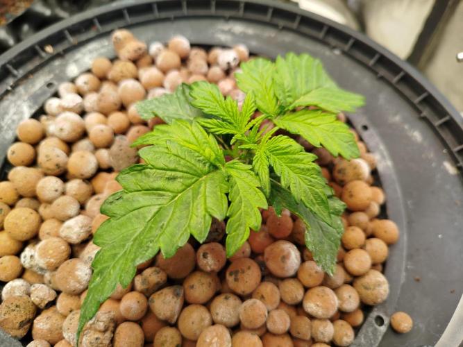 Royal Critical Auto DWC My fav. Week 2